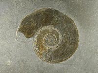 Ammonit aus dem Posidonienschiefer