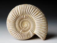 versteinerter Ammonit aus Madagaskar