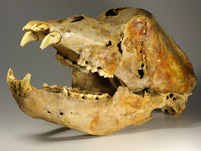 Schädel mit Unterkiefer eines Höhlenbären